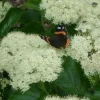 Viburnum Dentatum 'Deamii' Live Plant – Arrowwood Viburnum Shrub – Approx 8 Inch Starter Plant - Image 1