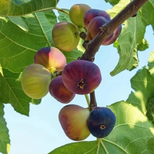 Violette de Bordeaux Fig Tree - Live Plant, 5-9