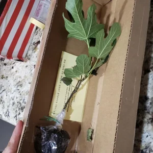 Violette de Bordeaux Fig Tree - Live Plant, 5-9