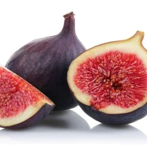 Violette de Bordeaux Fig Tree - Live Plant, 5-9