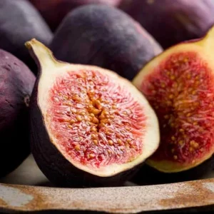 Violette de Bordeaux Fig Tree - Live Plant, 5-9