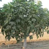 Violette de Bordeaux Fig Tree - Live Plant, 5-9" Tall, Cold Hardy, Zone 6-10 - Image 1