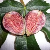 Violette de Bordeaux Fig Tree Live Plant - Starter - 5-7 Inch - Deciduous Shrub - Image 1