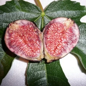 Violette de Bordeaux Fig Tree Live Plant - Starter - 5-7 Inch - Deciduous Shrub - Image 1
