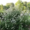 Vitex Agnus Castus 'White' Live Plant - Chastetree Shrub - 10-14 Inch Tall - Image 1