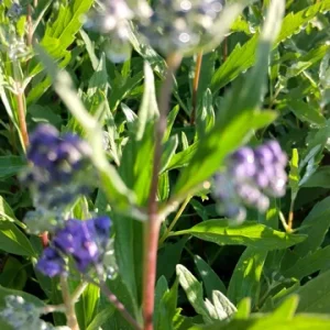 Vitex Blue Chaste Tree Live Starter Plant – 4 inch Pot – Medicinal Herb - Image 2
