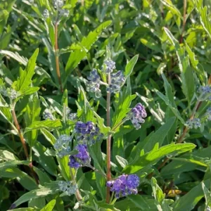 Vitex Blue Chaste Tree Live Starter Plant – 4 inch Pot – Medicinal Herb - Image 1