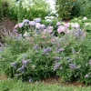 Vitex Rock Steady Chaste Tree Starter Plant 10-16 Inch - Lavender Flowers - Image 1