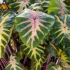 Waikiki Colocasia Live Plant - Elephant Ear for Tropical Gardens - 6-10" Tall - Image 1