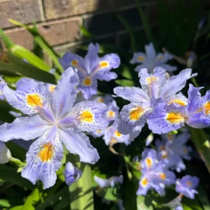 Walking Iris Live Plant – Purple Fringed Iris Rhizomes – 3 Pack – Outdoor Perennial - Image 2