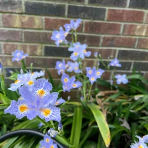 Walking Iris Live Plant – Purple Fringed Iris Rhizomes – 3 Pack – Outdoor Perennial - Image 4