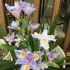 Walking Iris Live Plant – Purple Fringed Iris Rhizomes – 3 Pack – Outdoor Perennial - Image 1