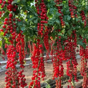 Waterfall Cherry Tomato Seeds - 150+ Ultra Sweet, Rare, Non-GMO for Container Gardening - Image 2