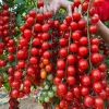 Waterfall Cherry Tomato Seeds - 150+ Ultra Sweet, Rare, Non-GMO for Container Gardening - Image 1