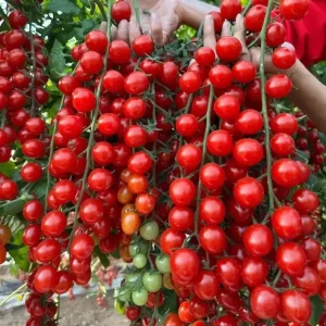 Waterfall Cherry Tomato Seeds - 150+ Ultra Sweet, Rare, Non-GMO for Container Gardening - Image 1