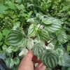 Watermelon Peperomia Live Plant – 4 inch Pot – Indoor Houseplant - Image 1