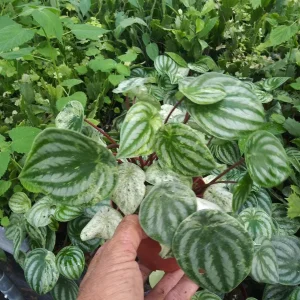 Watermelon Peperomia Live Plant – 4 inch Pot – Indoor Houseplant - Image 1