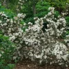 Weigela 'Wine and Spirits' Live Plant - Dark Red Foliage Shrub, 8-12 Inch Starter - Image 1