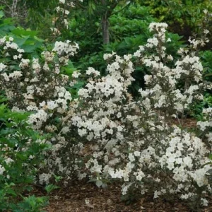 Weigela 'Wine and Spirits' Live Plant - Dark Red Foliage Shrub, 8-12 Inch Starter - Image 1