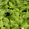 White Carolina Reaper Live Plant (3-Pack) – 75+ Days Old Super Hot Pepper - Image 1