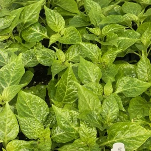 White Carolina Reaper Live Plant (3-Pack) – 75+ Days Old Super Hot Pepper - Image 1
