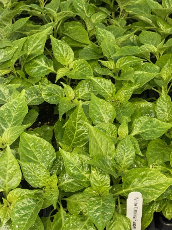 White Carolina Reaper Live Plant (3-Pack) – 75+ Days Old Super Hot Pepper - Image 1