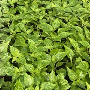 White Carolina Reaper Live Plant (3-Pack) – 75+ Days Old Super Hot Pepper - Image 2