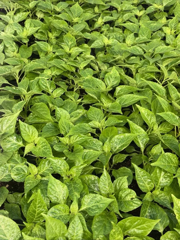 White Carolina Reaper Live Plant (3-Pack) – 75+ Days Old Super Hot Pepper - Image 2