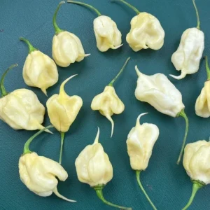 White Carolina Reaper Live Plant (3-Pack) – 75+ Days Old Super Hot Pepper - Image 3