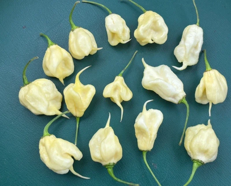 White Carolina Reaper Live Plant (3-Pack) – 75+ Days Old Super Hot Pepper - Image 3