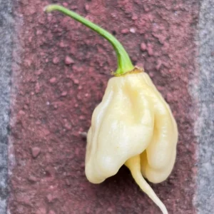 White Carolina Reaper Live Plant (3-Pack) – 75+ Days Old Super Hot Pepper - Image 4