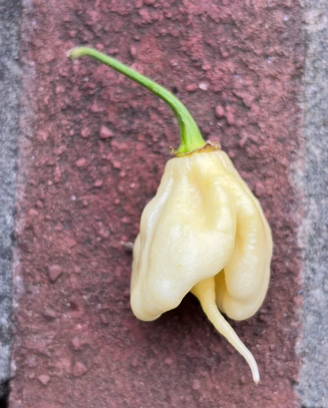 White Carolina Reaper Live Plant (3-Pack) – 75+ Days Old Super Hot Pepper - Image 4