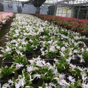 White Christmas Cactus Live Plant – 3'' Pot – Rare White Blooms, Easy Care - Image 2
