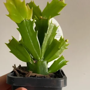 White Christmas Cactus Live Plant – 3'' Pot – Rare White Blooms, Easy Care - Image 3