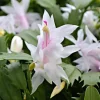 White Christmas Cactus Live Plant – 3'' Pot – Rare White Blooms, Easy Care - Image 1