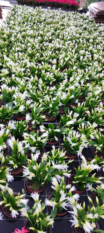 White Easter Cactus Live Plant - Stunning White Blooms, Indoor Succulent - Image 2