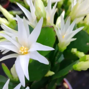 White Easter Cactus Live Plant - Stunning White Blooms, Indoor Succulent - Image 1