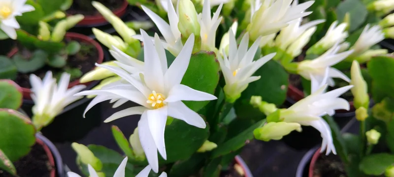 White Easter Cactus Live Plant - Stunning White Blooms, Indoor Succulent - Image 1