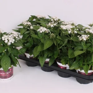 White Egyptian Star Flower Live Plants - 2 Pack, 5-9" Tall, Pentas Lanceolata - Image 2