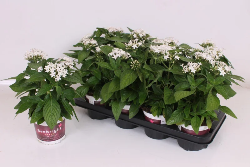 White Egyptian Star Flower Live Plants - 2 Pack, 5-9" Tall, Pentas Lanceolata - Image 2