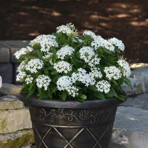 White Egyptian Star Flower Live Plants - 2 Pack, 5-9