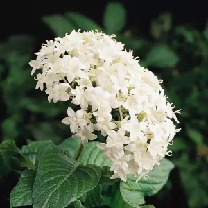 White Egyptian Star Flower Live Plants - 2 Pack, 5-9