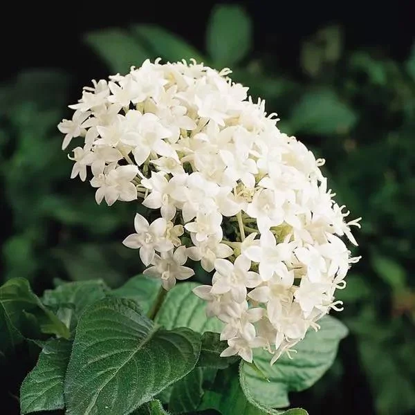 White Egyptian Star Flower Live Plants - 2 Pack, 5-9" Tall, Pentas Lanceolata - Image 4