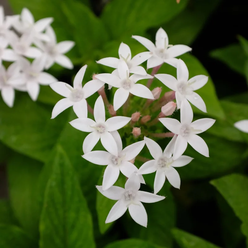 White Egyptian Star Flower Live Plants - 2 Pack, 5-9" Tall, Pentas Lanceolata - Image 5