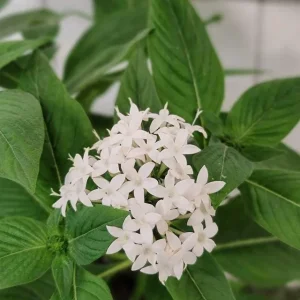 White Egyptian Star Flower Live Plants - 2 Pack, 5-9