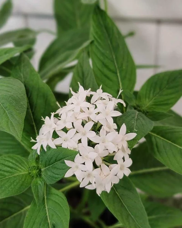 White Egyptian Star Flower Live Plants - 2 Pack, 5-9" Tall, Pentas Lanceolata - Image 6