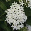 White Egyptian Star Flower Live Plants - 2 Pack, 5-9" Tall, Pentas Lanceolata - Image 1