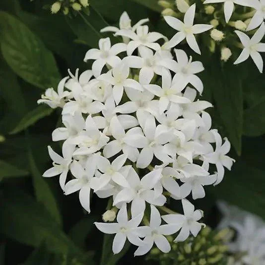 White Egyptian Star Flower Live Plants - 2 Pack, 5-9" Tall, Pentas Lanceolata - Image 1