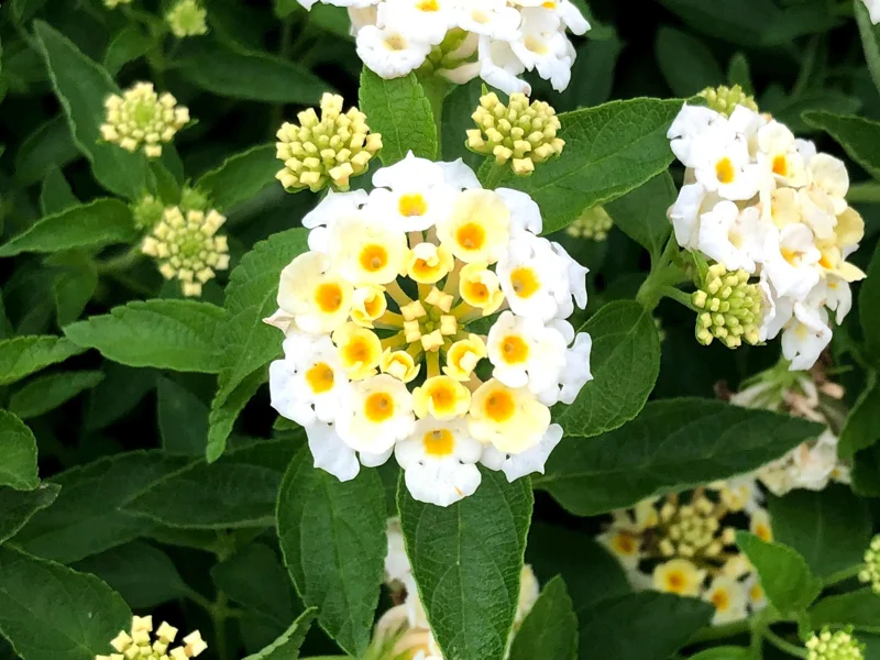White Lantana Live Plant 5-9 inch - Trailing Silver Mound Lantana - 2 Pack - Image 2
