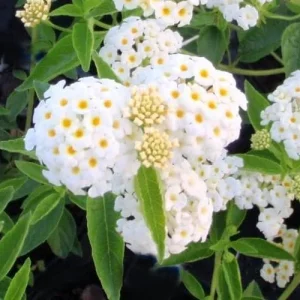 White Lantana Live Plant 5-9 inch - Trailing Silver Mound Lantana - 2 Pack - Image 3